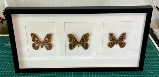 Cincta, Ailanthus, and Promethea Silk Moths