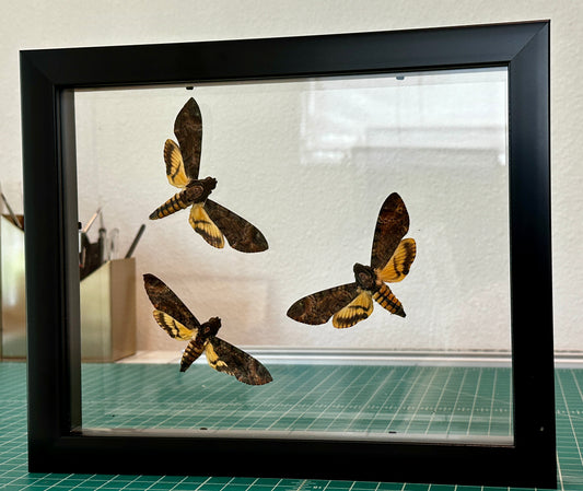 Death's Head Hawk Moth Trio