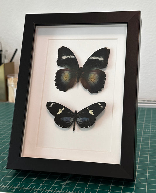 Forester Butterfly and Doris Longwing