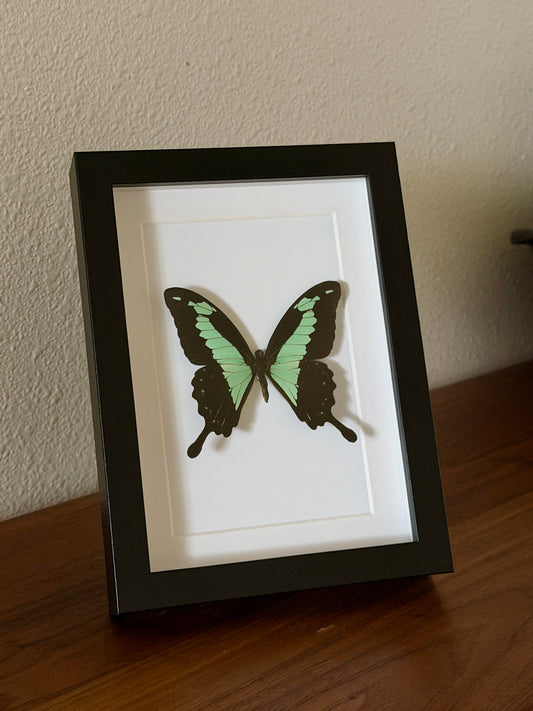 Green Apple Swallowtail Butterfly