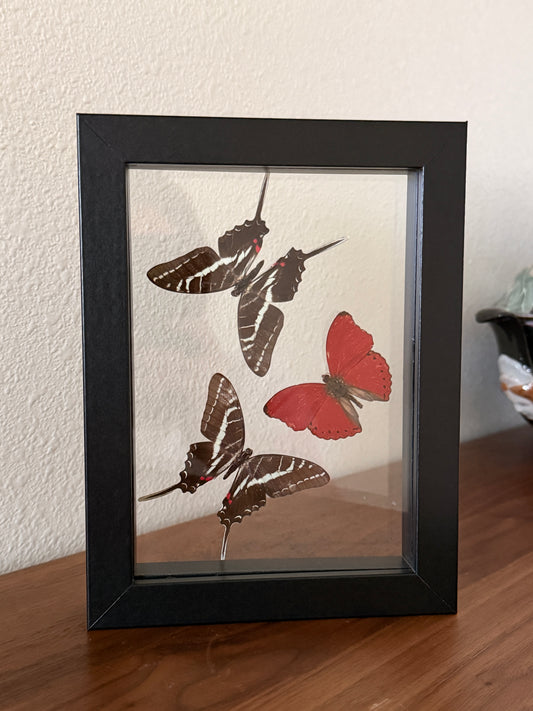 Two Dark Zebra Swallowtails and a Red Glider Butterfly in a floating frame