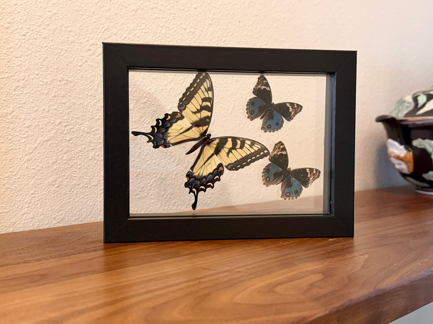 Female Eastern Tiger Swallowtail and Two Blue Buckeye Butterflies