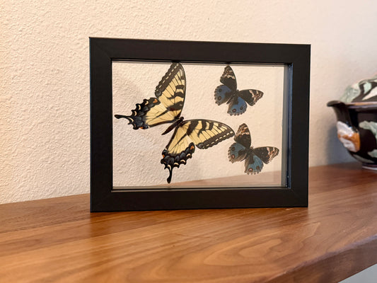 Female Eastern Tiger Swallowtail and Two Blue Buckeye Butterflies