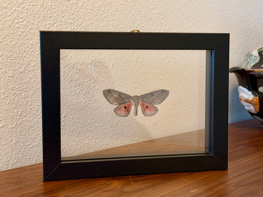 Hubbard's Small Silk Moth