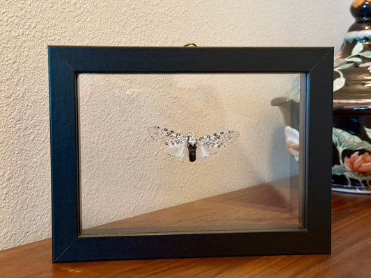 Leopard Moth
