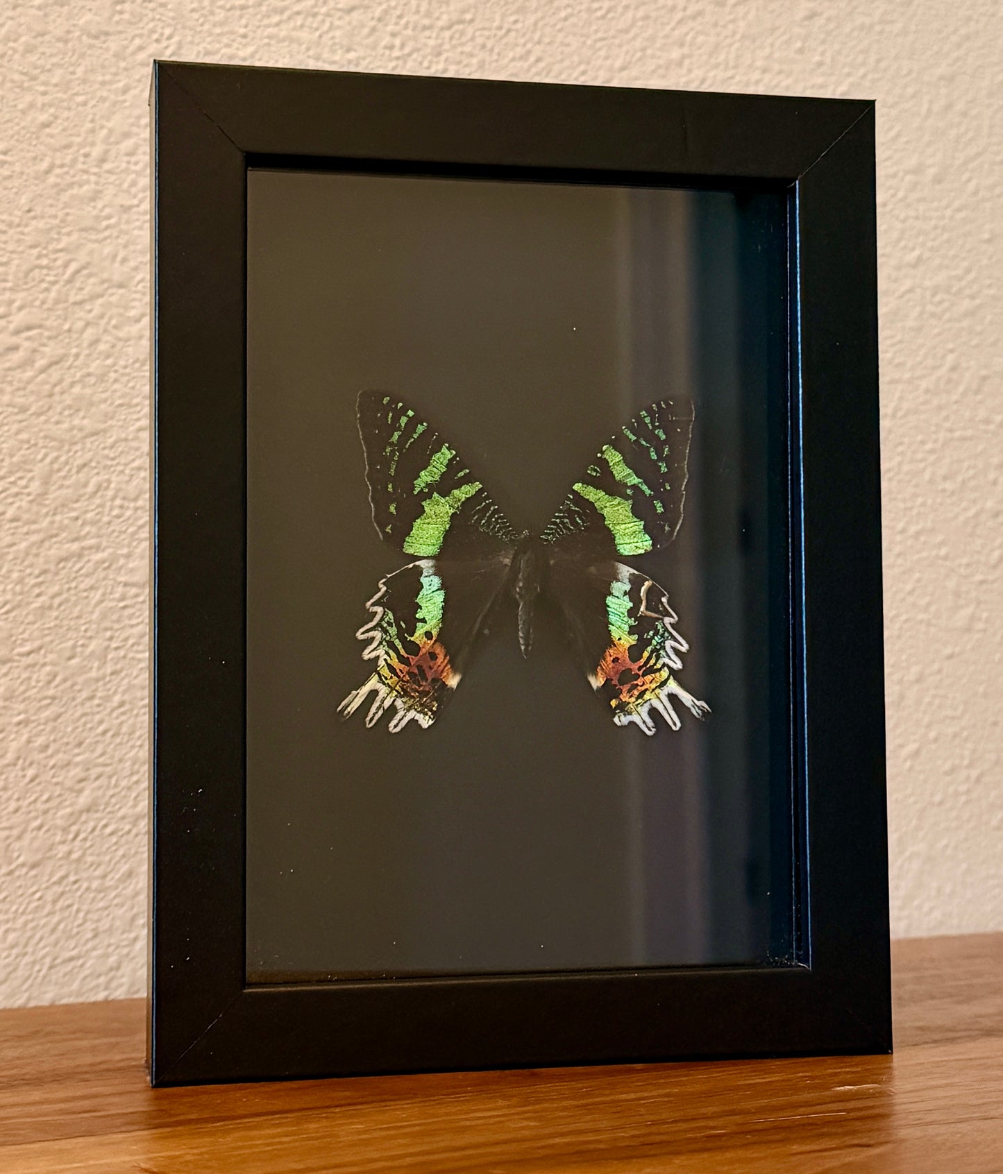 Kintsugi Madagascan Sunset Moth on Sirio Ultra Black Background