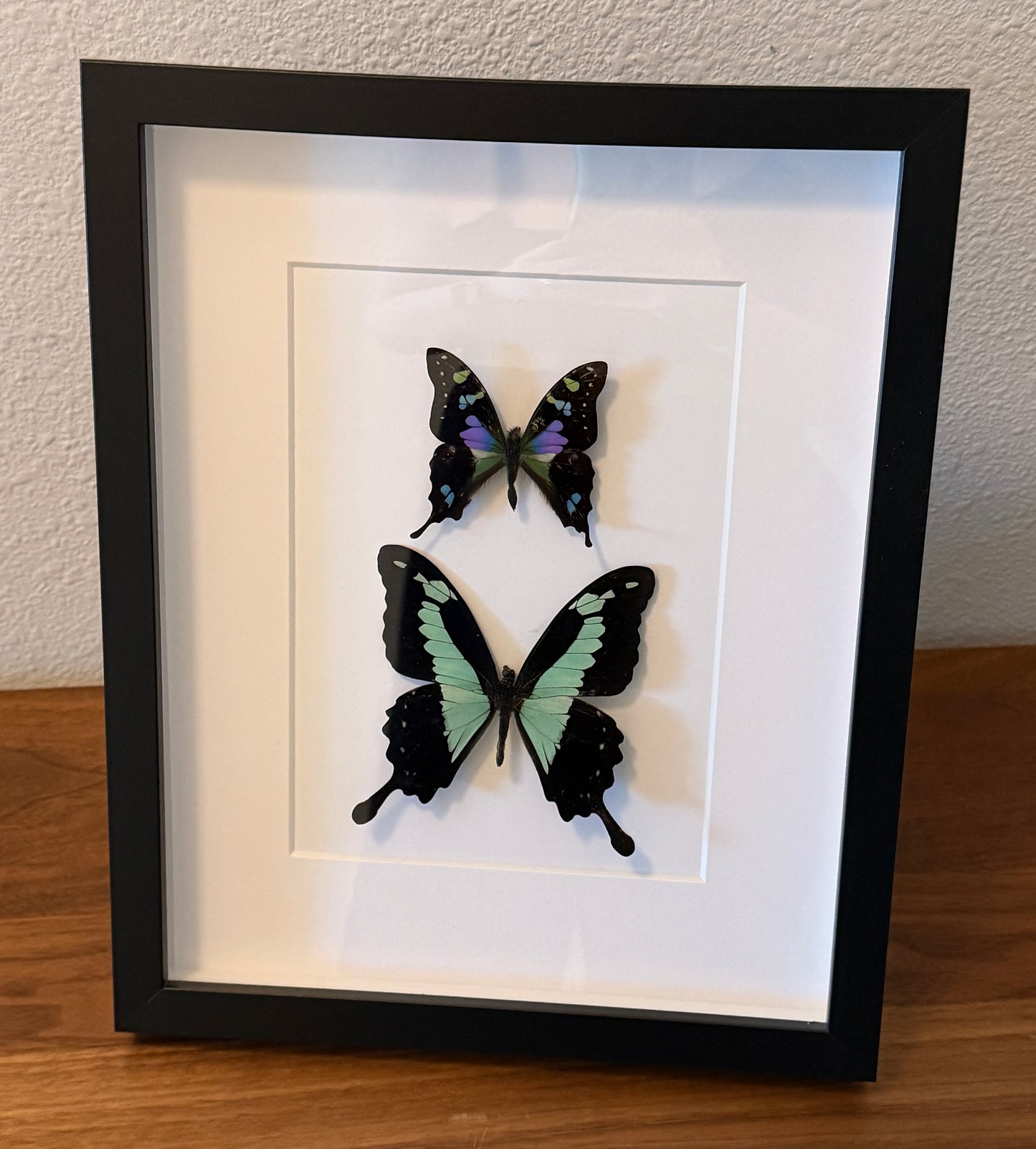 Purple Spotted Swallowtail Butterfly and Green Apple Swallowtail Butterfly