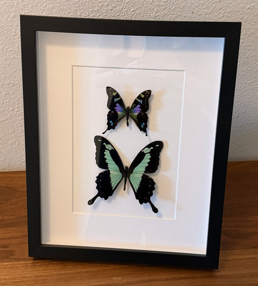 Purple Spotted Swallowtail Butterfly and Green Apple Swallowtail Butterfly