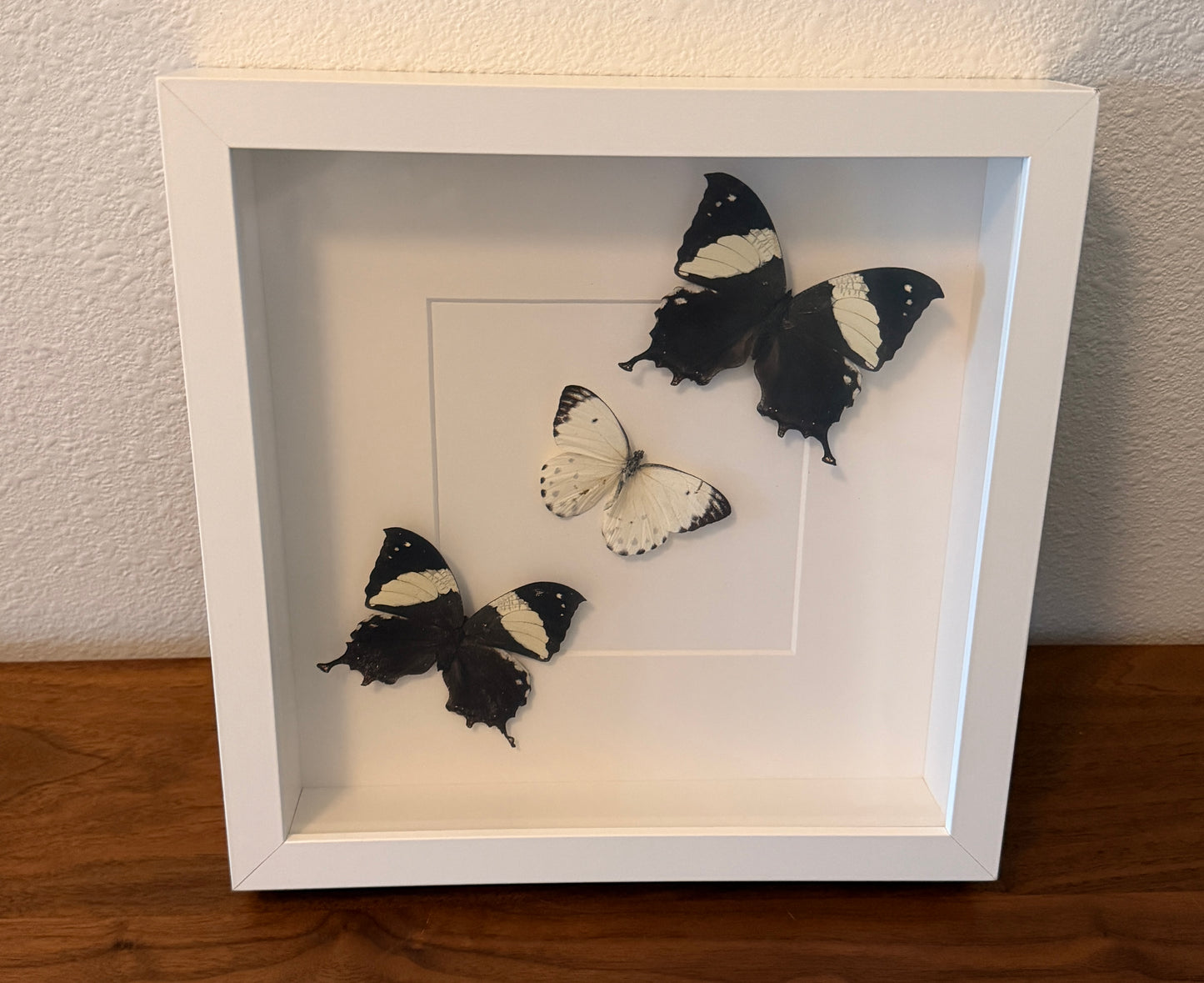 Belenois Calypso Butterfly and Two Jazzy Leaf Wings