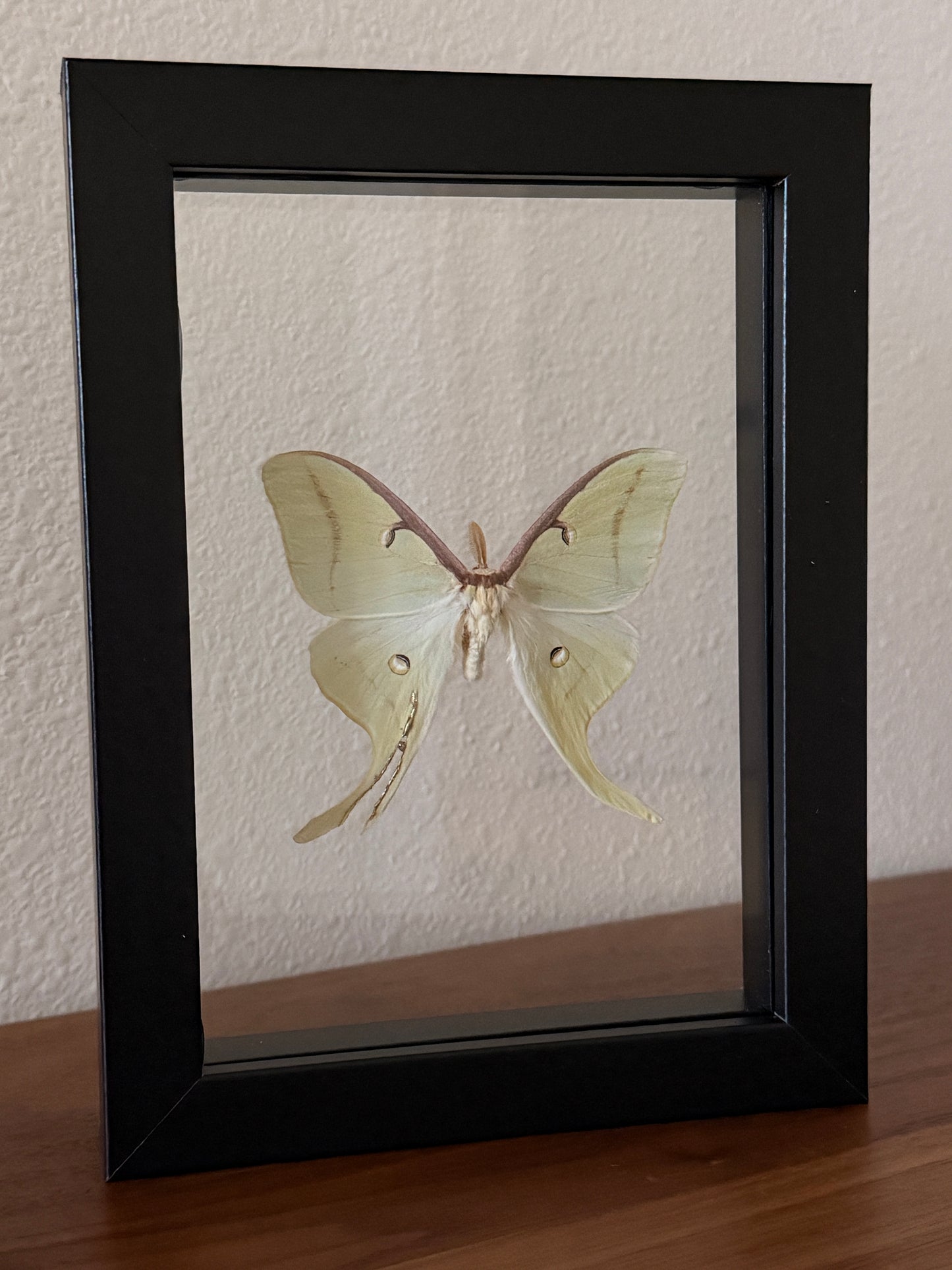 Kintsugi Luna Moth in Floating Frame
