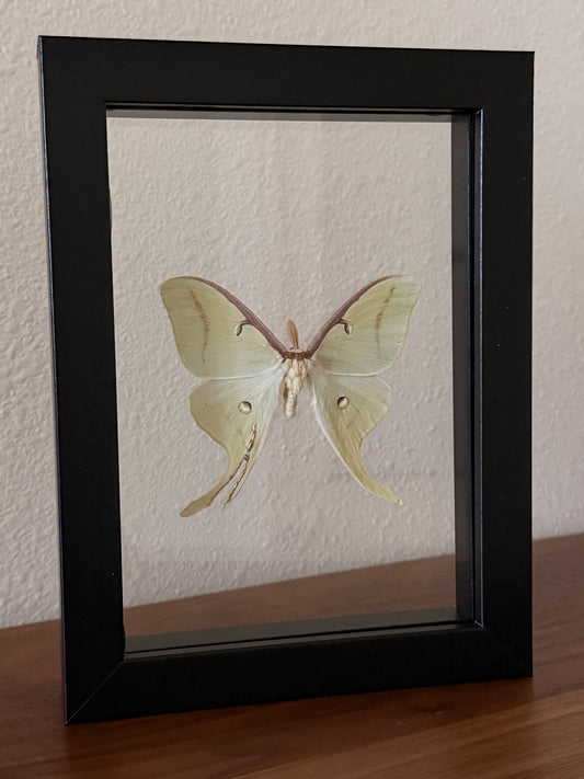 Kintsugi Luna Moth in Floating Frame