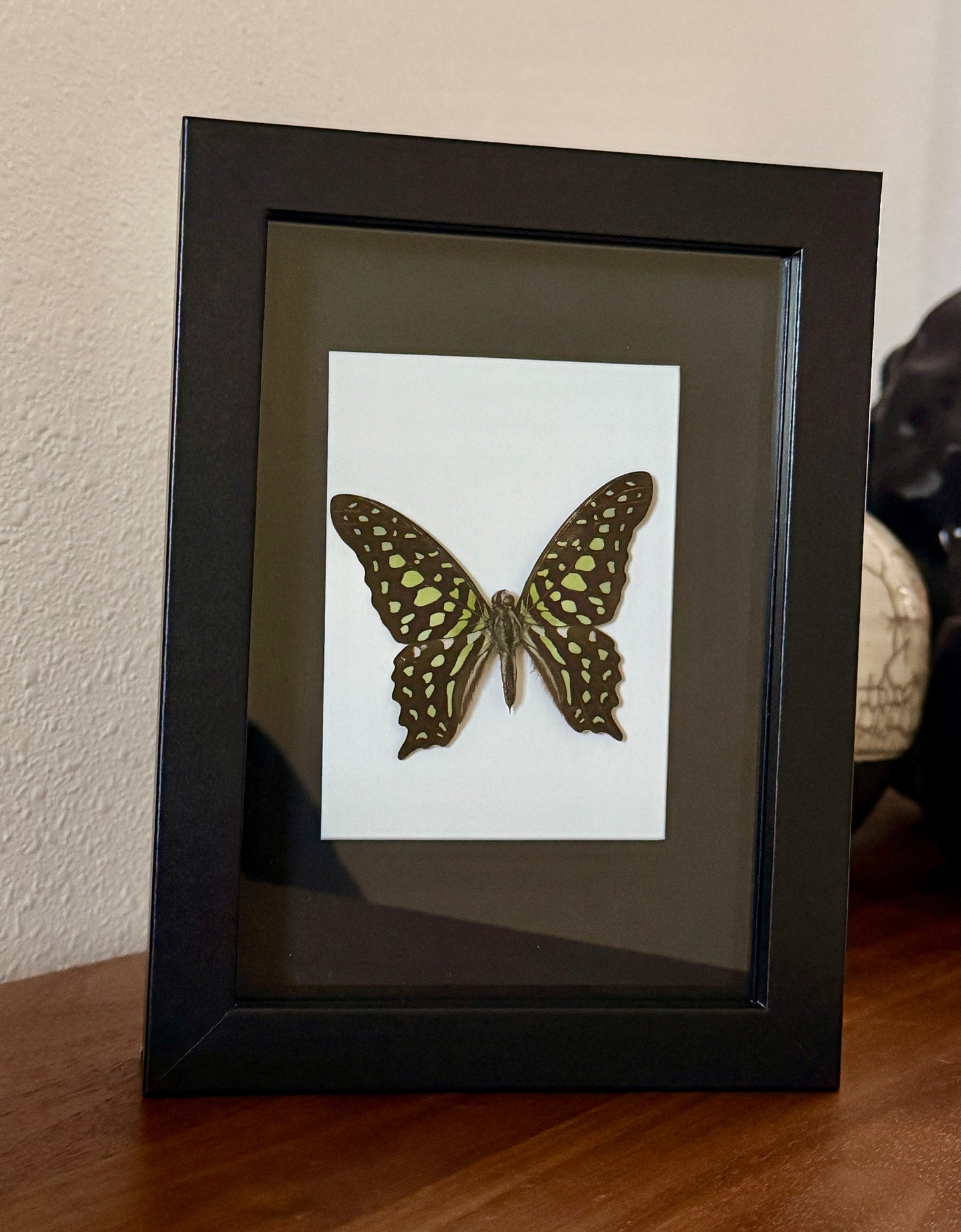 Talled Jay Butterfly