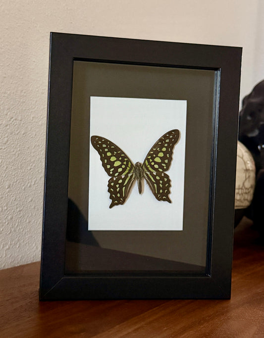 Talled Jay Butterfly