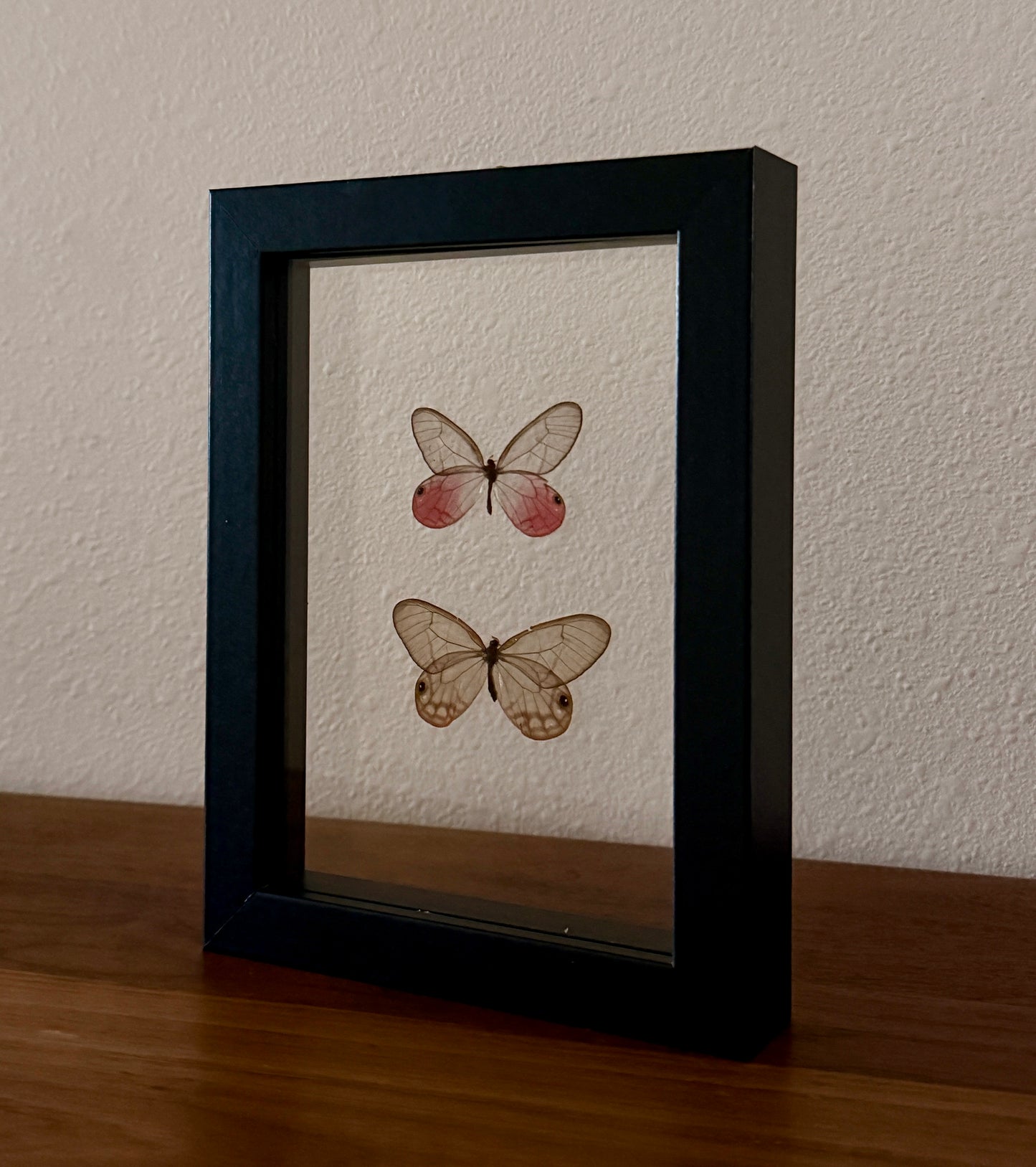 Male and Female Blushing Phantom Butterflies