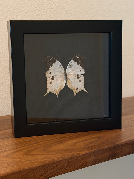 Malagasy Mother-of-Pearl Butterfly