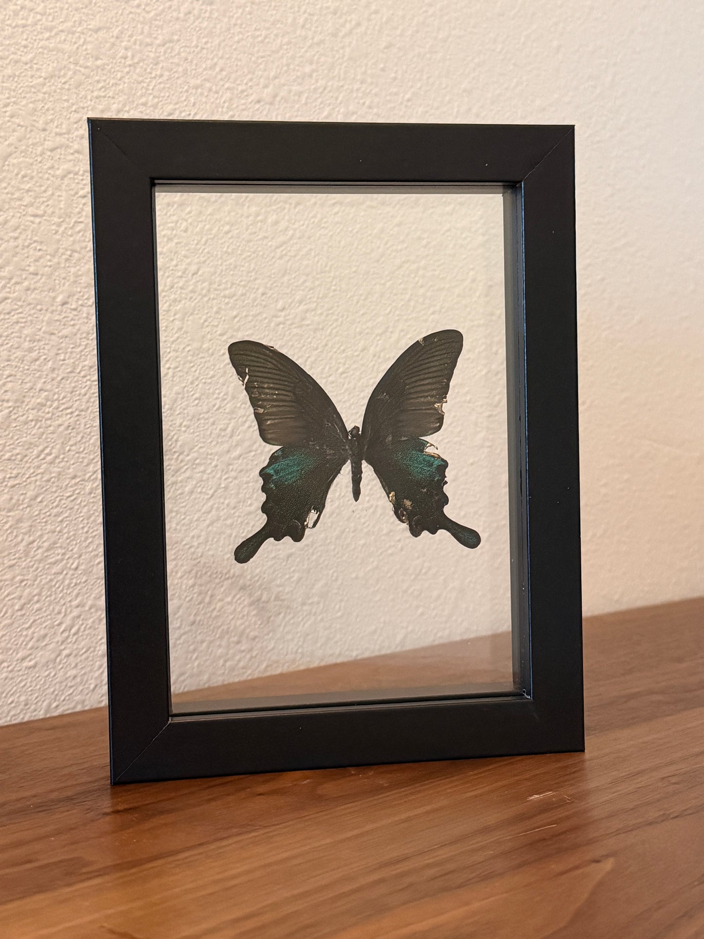 Kintsugi Chinese Peacock Swallowtail in floating frame