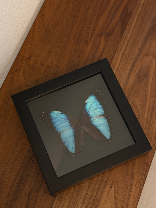 Morpho Deidamia in 6x6 frame