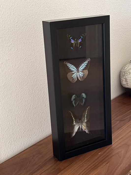 Purple Spotted Swallowtail, Blue Wonderer Butterfly, Red Flasher Butterfly and Green Banded Codrus Butterfly