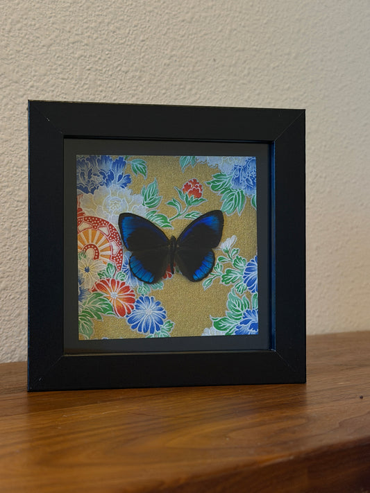 Eurota Purplewing Butterfly mounted on origami paper