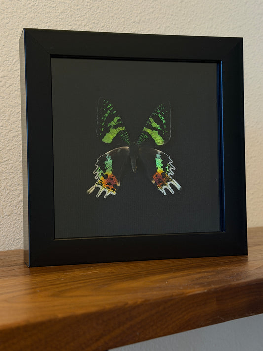 Madagascan Sunset Moth mounted on velvet