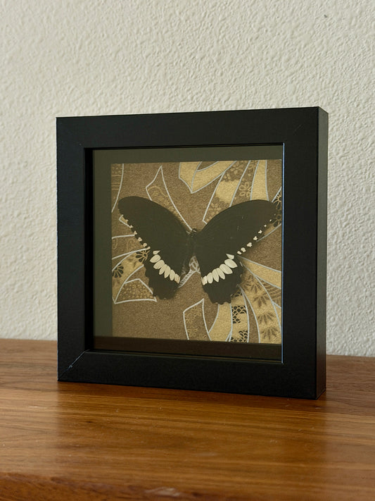 Common Mormon Butterfly mounted on origami paper