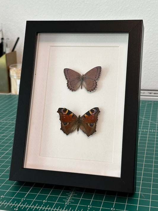Spotted Lilac Tree Nymph Butterfly and European Peacock Butterfly