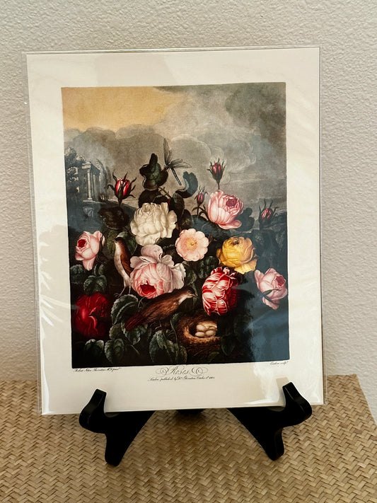 Curious Prints Vintage Botanical Garden Roses
