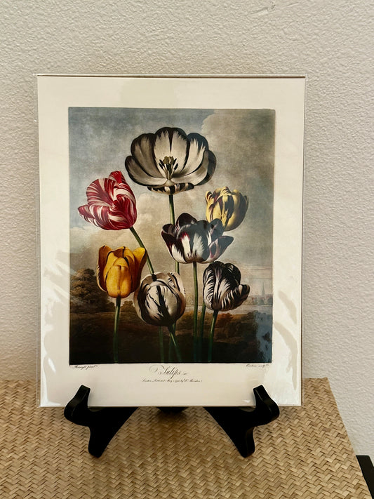 Curious Prints Vintage Botanical Tulips
