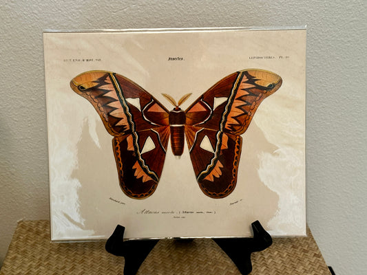 Curious Prints Vintage D'orbigny Atlas Moth