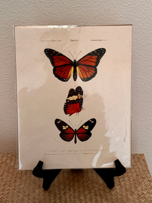 Curious Prints Vintage D'orbigny Butterfly