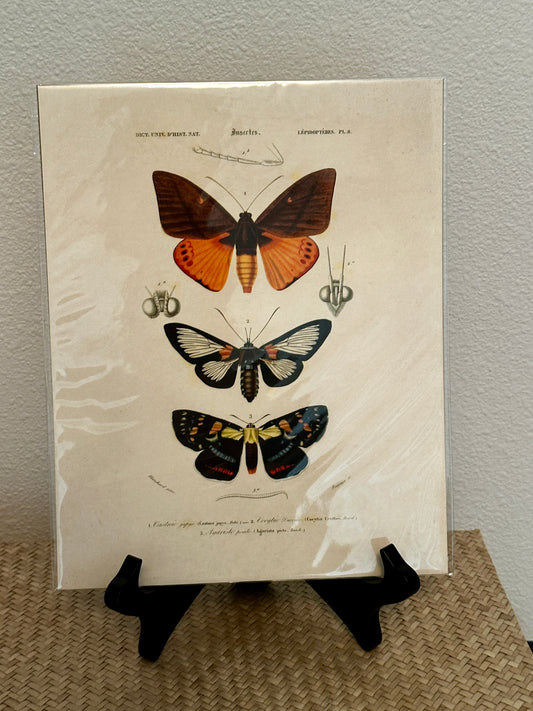 Curious Prints Vintage D'orbigny Moth