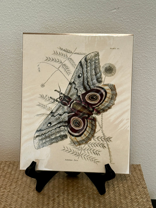 Curious Prints Vintage Insect Saturnia Isis Moth