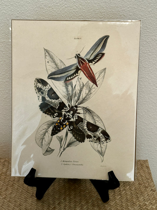 Curious Prints Vintage Insect Sphinx Moth
