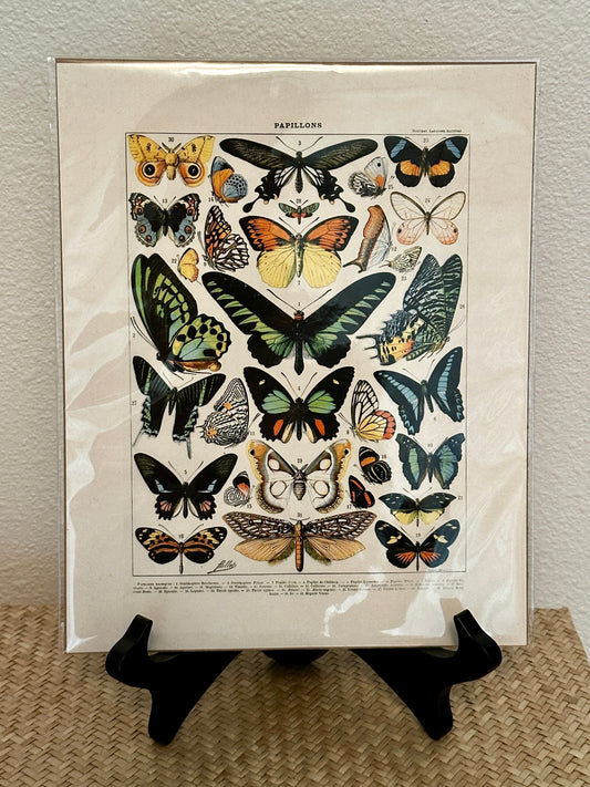 Curious Prints Vintage Millot Butterfly I