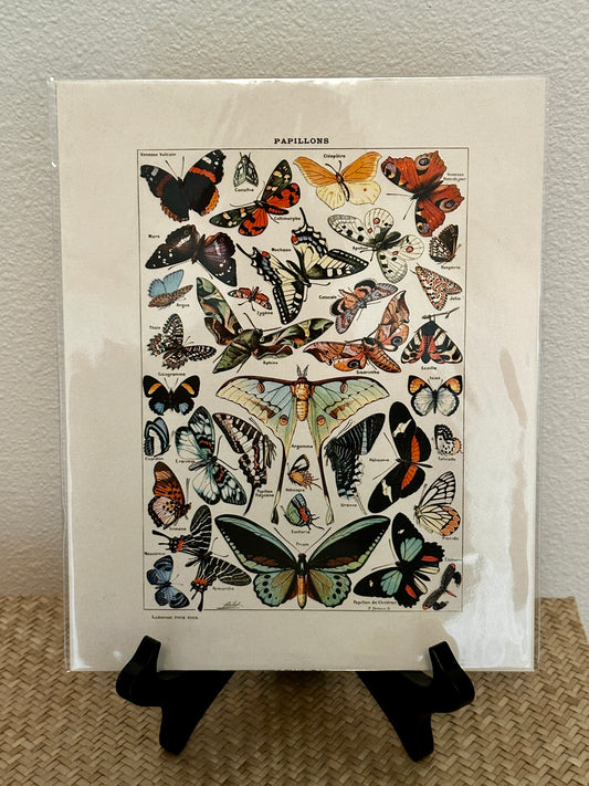 Curious Prints Vintage Millot Butterfly III