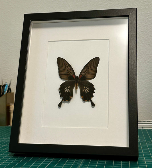 Asian Swallowtail Butterfly