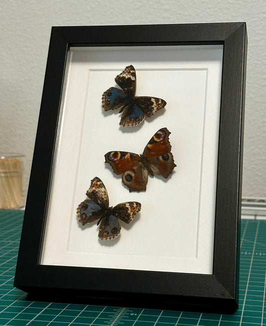 Two Blue Buckeye and European Peacock Butterflies