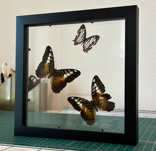 Two Clipper Butterflies and a Common Map Butterfly