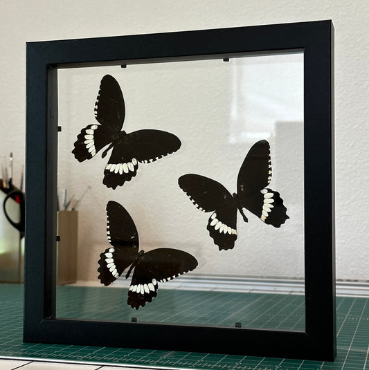 Three Common Mormon Butterflies
