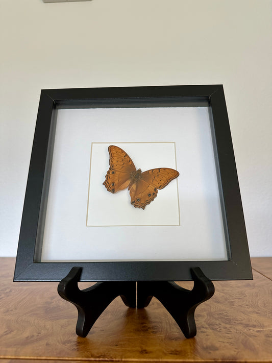 Cruiser Butterfly