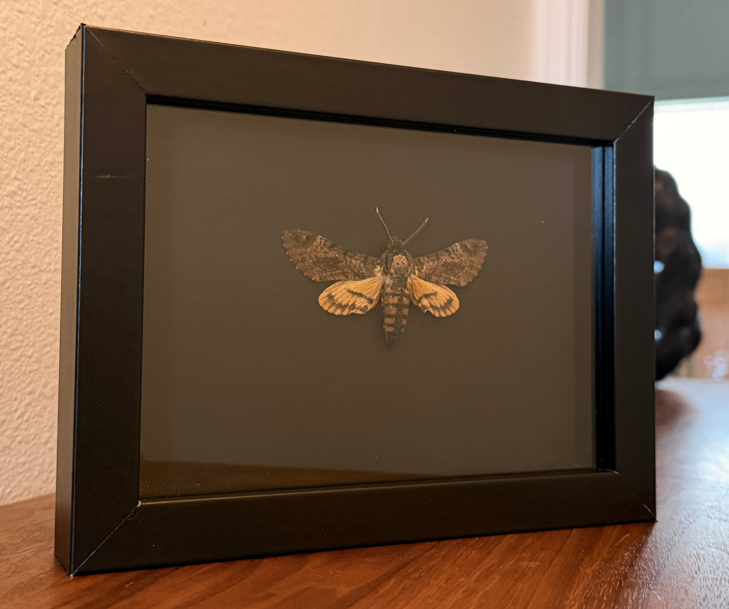 Death's Head Moth on Sirio Ultra Black