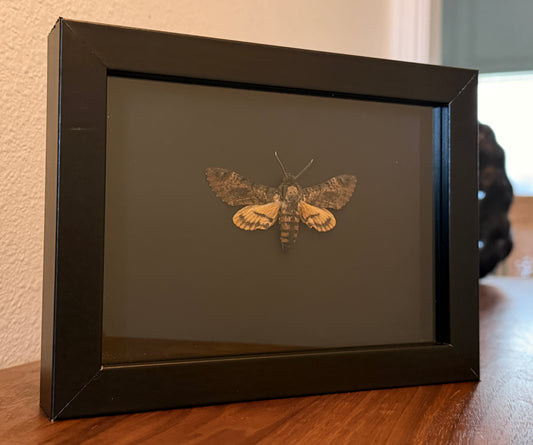 Death's Head Moth on Sirio Ultra Black