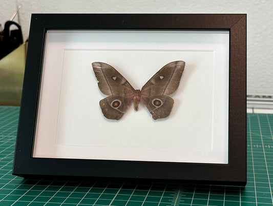 Frosted Pink Obscura Moth