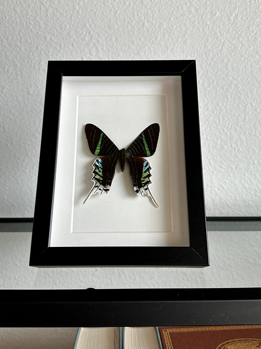 Green-Banded Urania