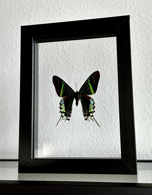 Green-Banded Urania Moth in Floating Frame