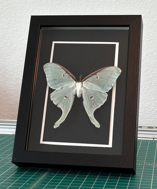 Kintsugi Luna Moth