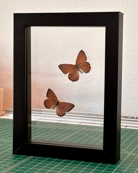 Kintsugi Spotted Lilac Tree Nymph Butterfly Pair