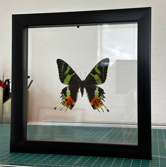 Madagascar Sunset Moth