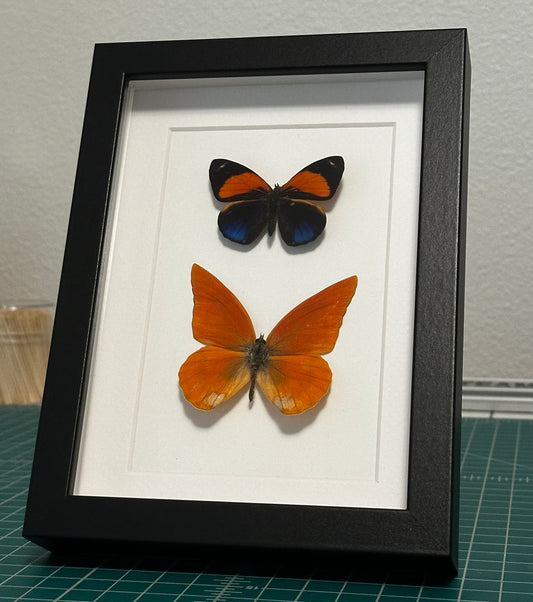 Orange Albatross and Dotted Glory Butterfly
