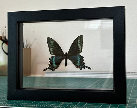 Alpine Black Swallowtail in floating frame